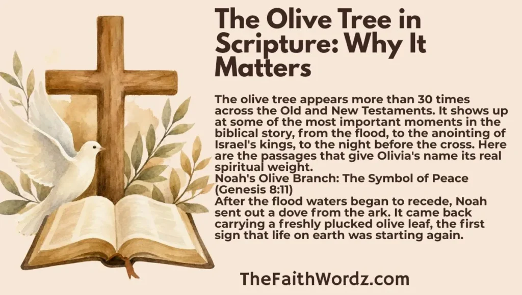 The Olive Tree in Scripture: Why It Matters