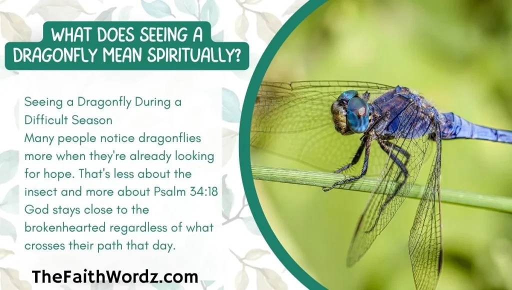 What Does Seeing a Dragonfly Mean Spiritually?